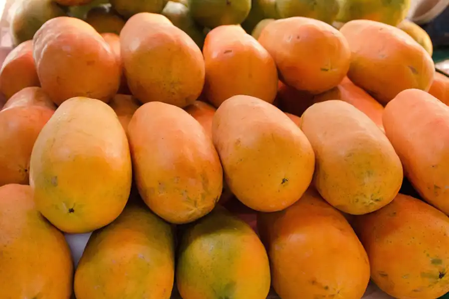 PAPAYA