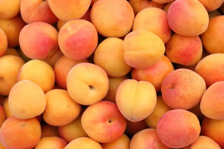 ALBARICOQUES